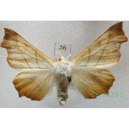 Ennomos fuscantaria (Haworth, 1809) female Czech46